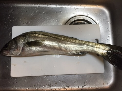 sea bass fishing