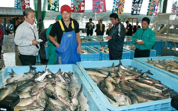 a Sushi chef choosing good fish for his Sushi