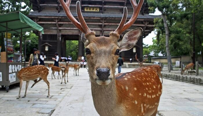 Buddhist Architecture, deer in Nara park