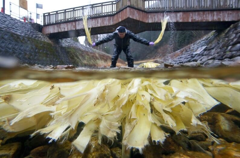 arts and crafts in Japan, especially Hyogo prefecture, making process of Washi