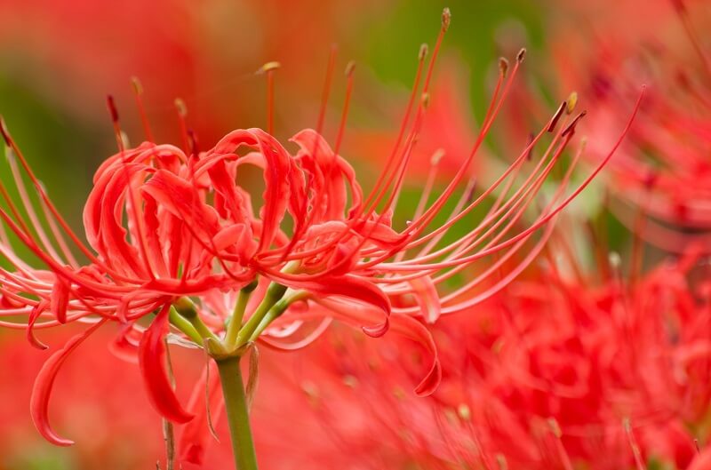 Higan-bana flower, cluster-amaryllis, details of a flower